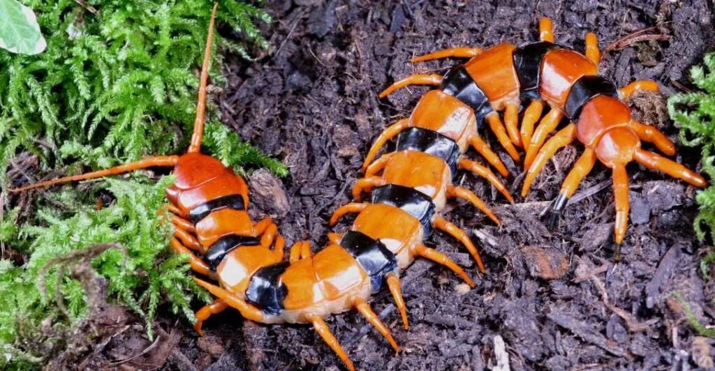 Тигровая сколопендра индийская. Сколопендра Шри Ланка. Scolopendra hardwickei. Фаланга многоножка. Насекомые шри ланки