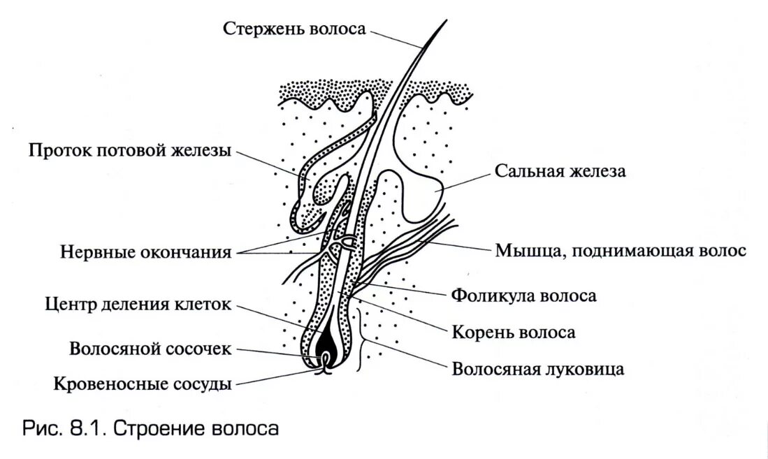 В чем особенность строения волоса какую функцию. Строение волоса человека для парикмахера. структура волоса человека для парикмахера. стержень волоса функции. схема строения стержня волоса.