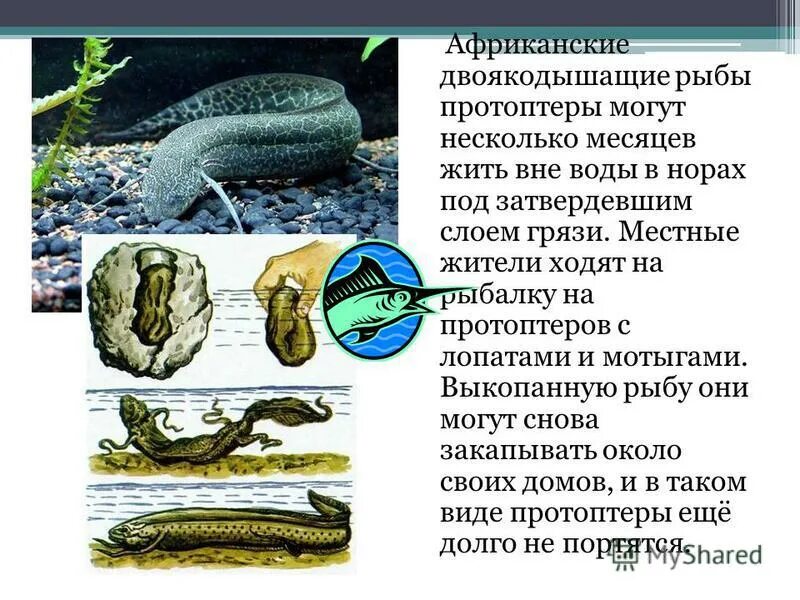 двоякодышащие латимерия. лопастеперые рыбы подкласс двоякодышащие. лопастепёрые рыбы кровеносная система. чем лопастеперые двоякодышащие рыбы отличаются от лучеперых. чем лопастеперые двоякодышащие рыбы отличаются от лучеперых.