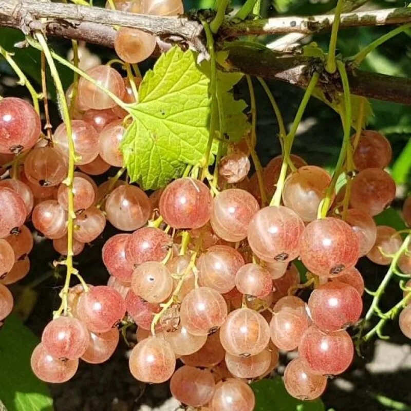 Смородина Мускат розовый. Сорт смородины Мускат розовый розовой. Сорта розовой смородины