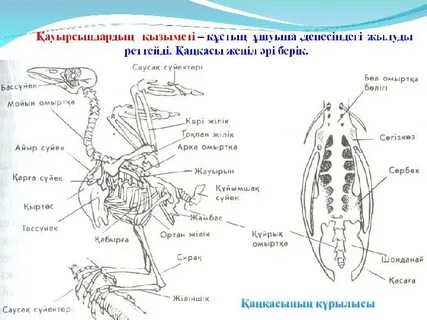 Орысша аудармасы бар тыйым салынған порнофильмдер