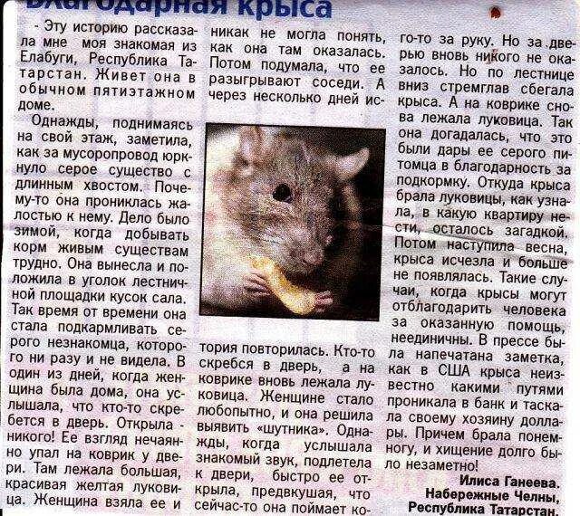 Крыса сон значение. Рассказ про крысу. описание крысы. рассказ о домашних крысах. крысы в истории.