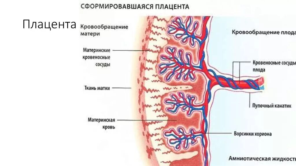 Строение плаценты гистология. Плацента статьи. Пуповина гистология человека строение. Функции плаценты. Схема кровообращения в плаценте.