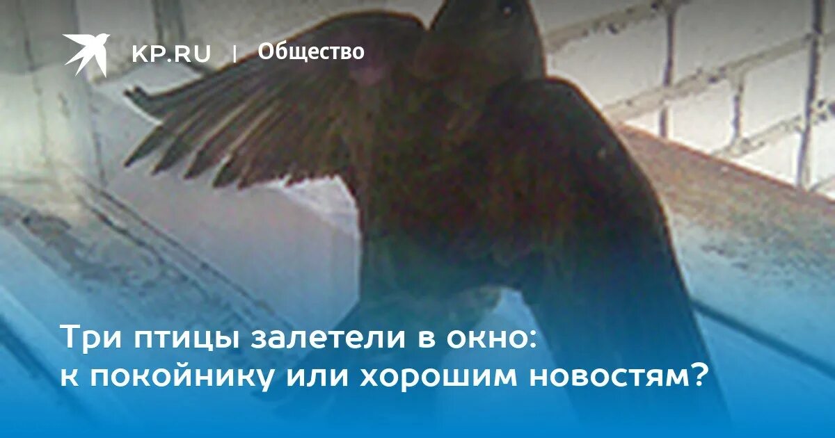 К чему снится голубь в окне. Залетела птица в окно к покойнику. К чему снится птица залетевшая в окно в квартиру. Сонник две птицы залетели в дом. Птица залетела в дом покойника к чему.