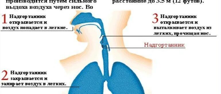 Сопли с кровью при насморке у взрослых