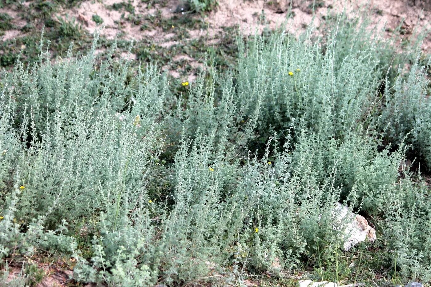 Полынь австрийская artemisia austriaca. Artemisia californica полынь. Полынь степная. Полынь таврическая (artemisia taurica). Полынь низкая.