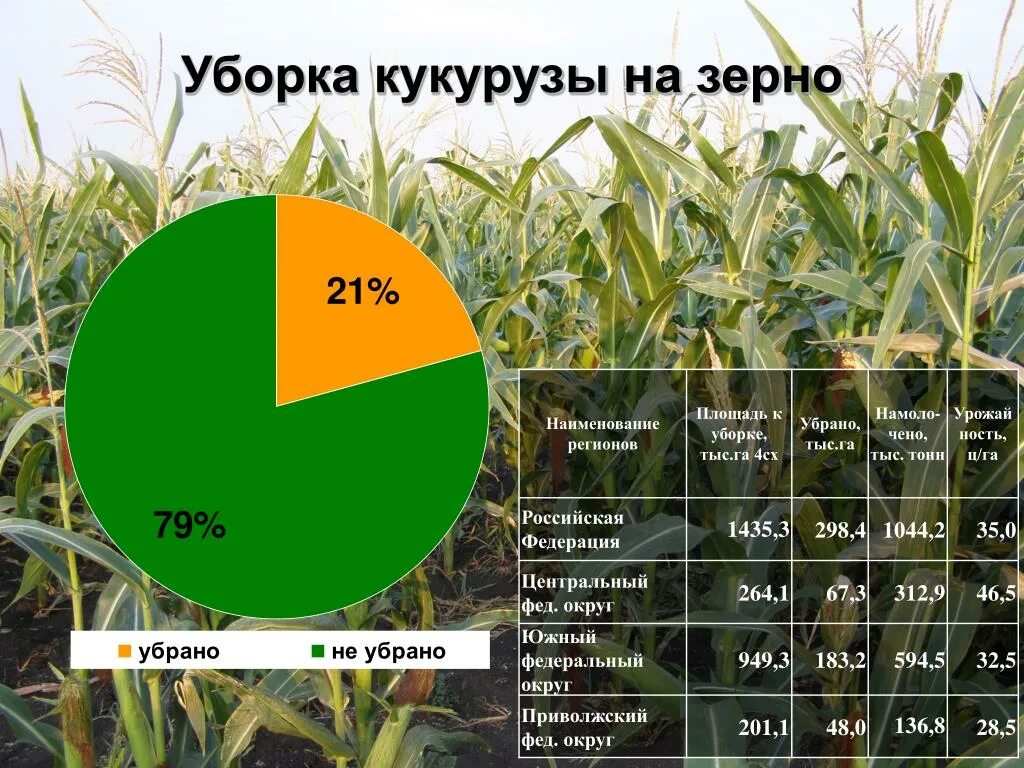 Урожайность кукурузы. Урожайность силоса кукурузного. Кукуруза на силос урожайность. Урожайность кукурузы на зерно.