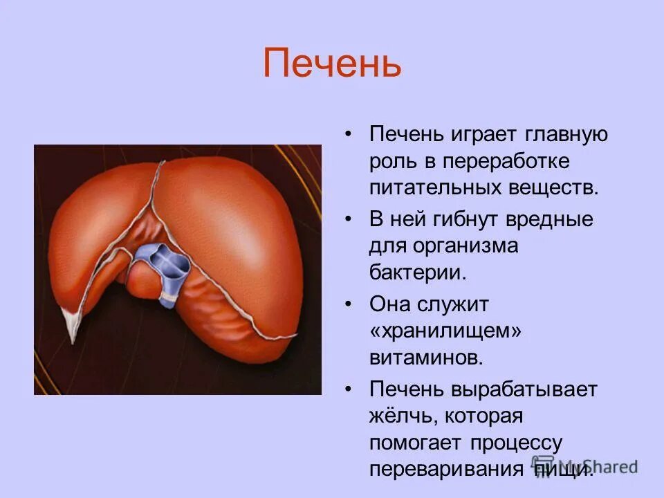 Печень и её роль в организме. Какую роль играет печень в организме человека. Печень не выполняет функцию. Печень и ее функции в организме. Какую роль играет печень в организме человека.