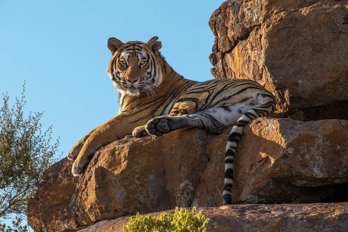 Тигриный каньон Южная Африка. Тигр в Африке. Panthera Tigris Tigris. Уссурийский тигр. Тигровый картинка