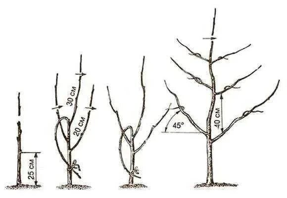 Когда обрезать яблони весной в подмосковье. Схема обрезки саженцев яблони. Обрезка саженца яблони весной. Правильная обрезка яблони. Формировка кроны яблони.