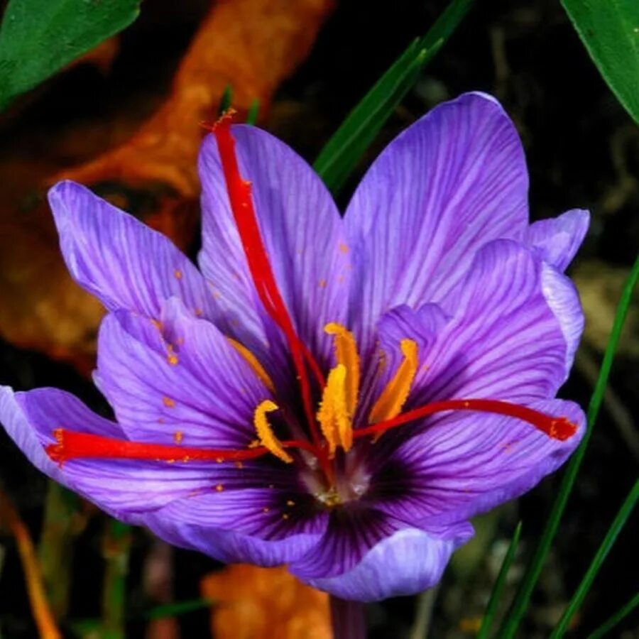 Шафран 7. Шафран Саффрон. Crocus Шафран. Шафран (Saffron Crocus). Крокус Шафран цветок.