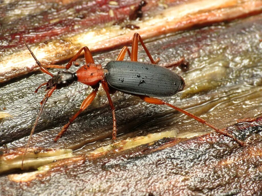 Жук бомбардир фото и описание Жук-бомбардир (Brachinus crepitans) Животные и природа