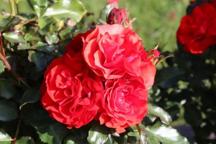 20 henrietta/генриетта. роза авантюра грандифлора. грандифлора саженцы розы. Poesie роза флорибунда. плетистая роза брес оф лайф.