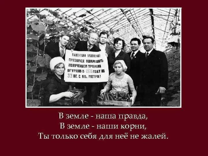 В земле наши корни слушать. Корни дуба. Древесные корни. В земле наши корни слушать. Корни растений в почве.