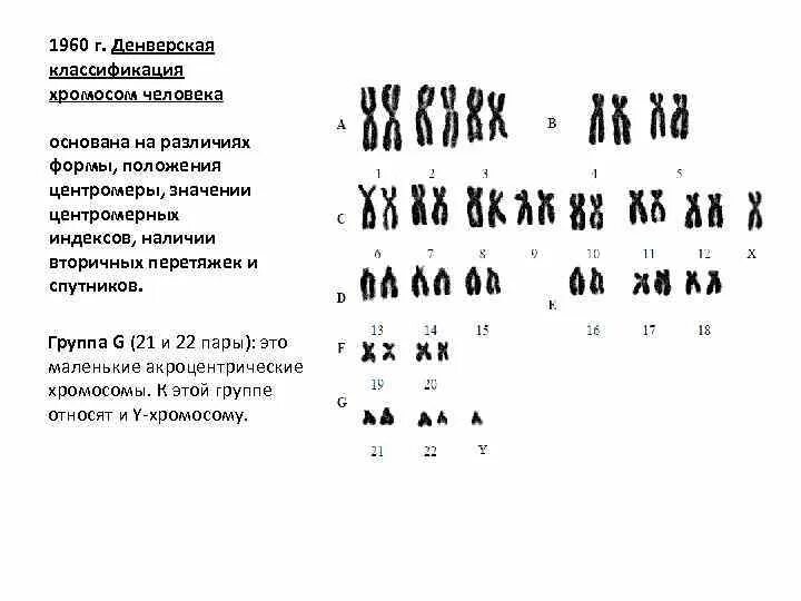 Количество хромосом в кариотипе человека. Кариотип человека Денверская классификация. Кариотип человека Денверская классификация хромосом. Классификация хромосом в кариотипе человека. Параметры хромосом человека таблица.