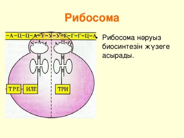 Функция рибосом выберите ответ. Функция рибосом выберите ответ