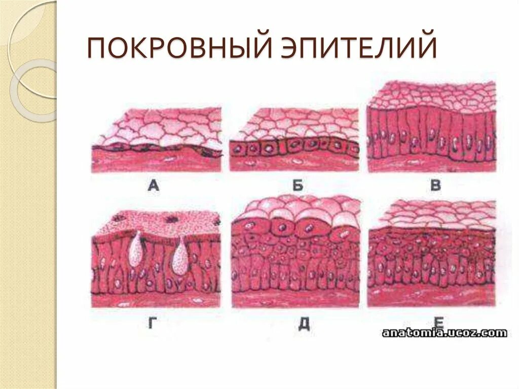 Однослойный мезотелий. Однослойный столбчатый железистый эпителий. Однослойный эпителий гистология. Многослойный цилиндрический эпителий. Схема строения эпителиальной ткани.