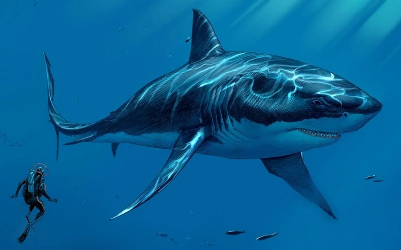 Кархарадон. Кархародон МЕГАЛОДОН. Рыба акула МЕГАЛОДОН. МЕГАЛОДОН (Otodus Megalodon). Гигантская акула МЕГАЛОДОН.