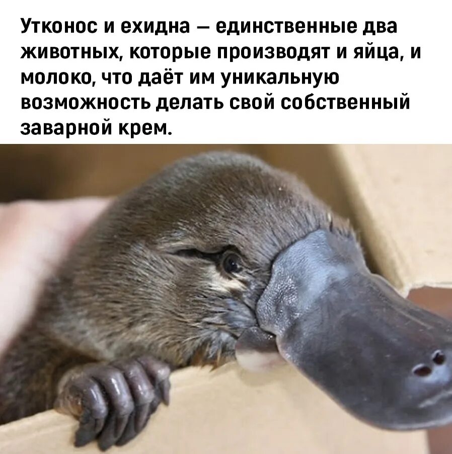 Утконос вскармливание. Утконосы. Утконосы потеют молоком правда ли. Утконосы потеют молоком правда ли. Утконосы потеют молоком правда ли.