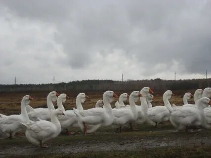 Холмогорские гуси воронежская область