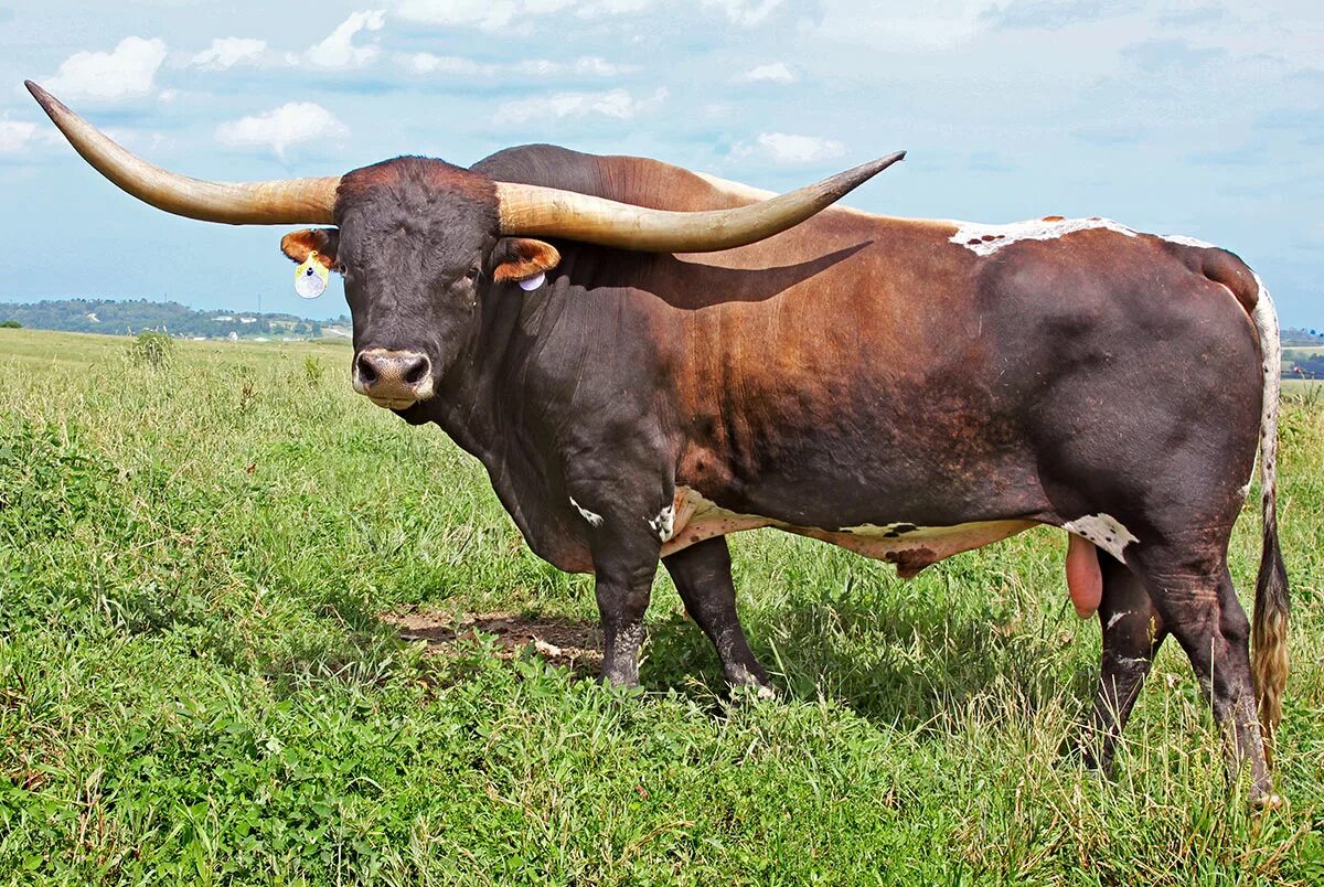 Купить быка живым. Техасский лонгхорн. Лонгхорн бык. Техас Лонгхорнс бык. Большой бык.