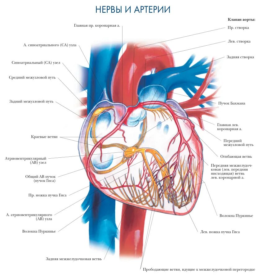 Сердечные артерии и вены. Коронарные артерии анатомия атлас. Анатомия сосудов сердца атлас. Артерии и вены сердца анатомия. Вены сердца анатомия кровоснабжение.