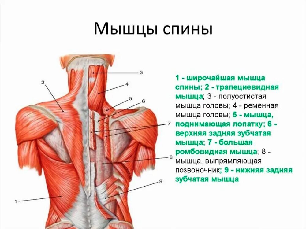 Мышцы разгибатели спины анатомия. Строение позвоночника с мышцами анатомия. Мышцы спины и шеи анатомия для массажистов. Тонус поясницы