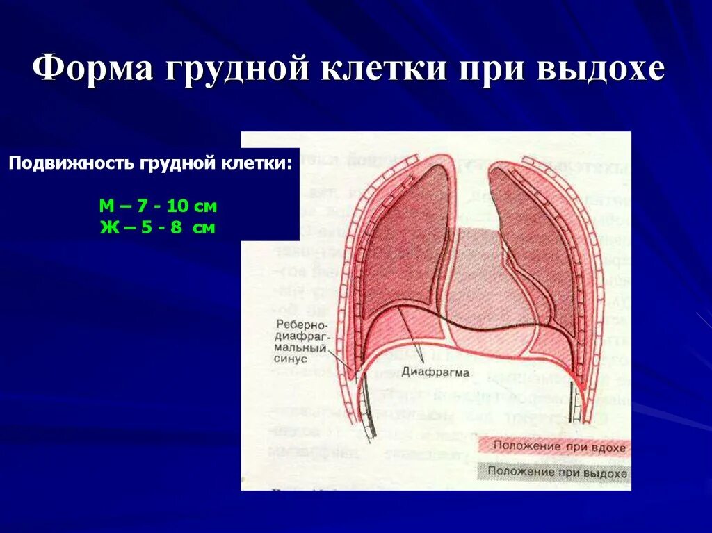 Грудная клетка при вдохе приподнимается. Подвижность грудной клетки. Объем грудной клетки при вдохе. Форма диафрагмы при выдохе. Объем грудной клетки при вдохе и выдохе.