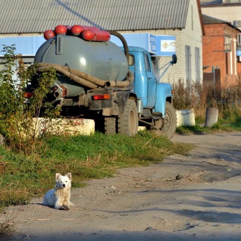 Животные в городе Острогожске. Погода в Острогожске. Котята в Острогожске. Погода а Острогожске на сегодня. Погода острогожск на 10 дней воронежская область