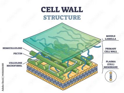 Cells wall