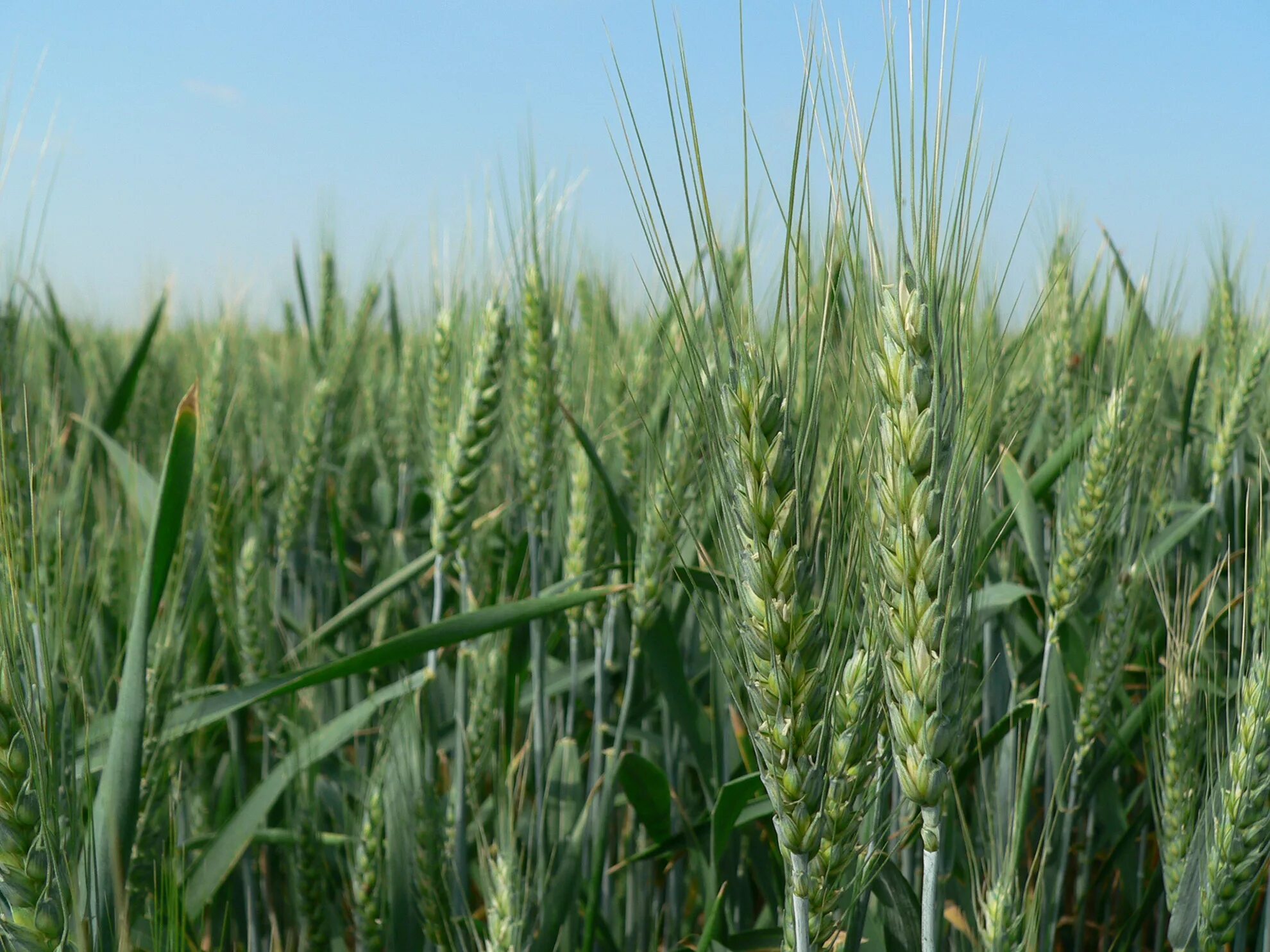 Озимая пшеница безостая 100. Мелянопус пшеница. Мелянопус пшеница. Пшеница (triticum aestivum. Пшеница яровая сорт «ирень» рс1.