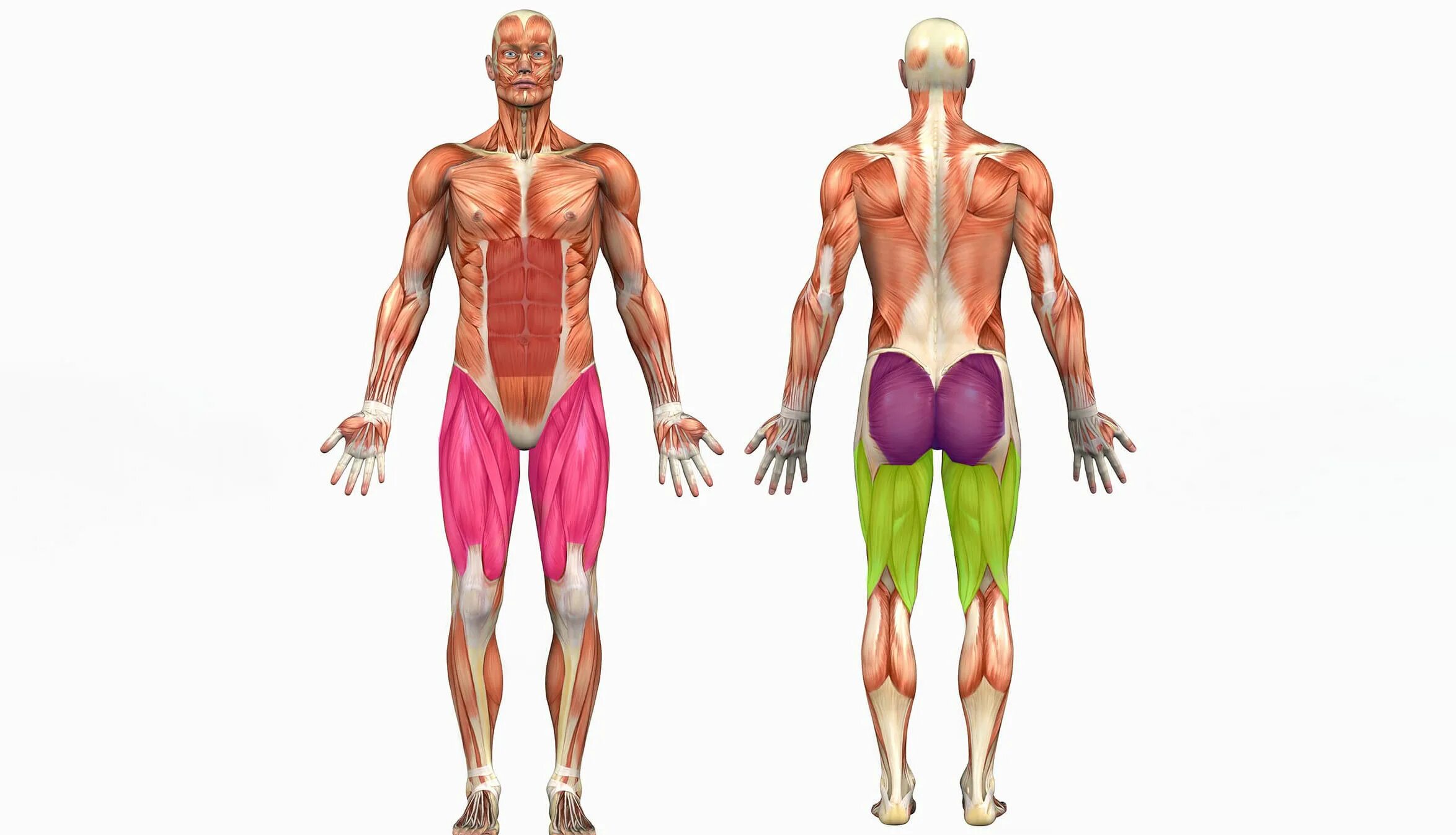 Мышцы тела человека. Мышечная анатомия. Мышцы тела человека анатомия. Мускулы человека. Главная мышца тела