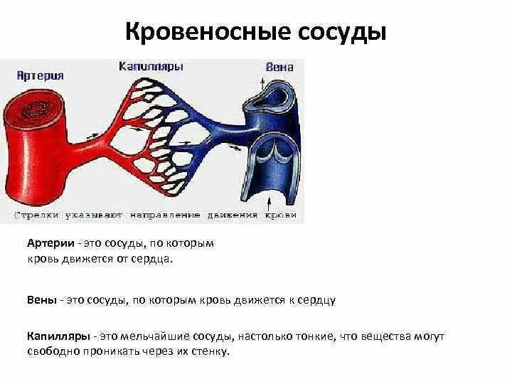 Артерии и вены определение. Кровеносные сосуды артерия Вена капилляр. Строение артерии вены и капилляры. Давление в артериях венах и капиллярах.