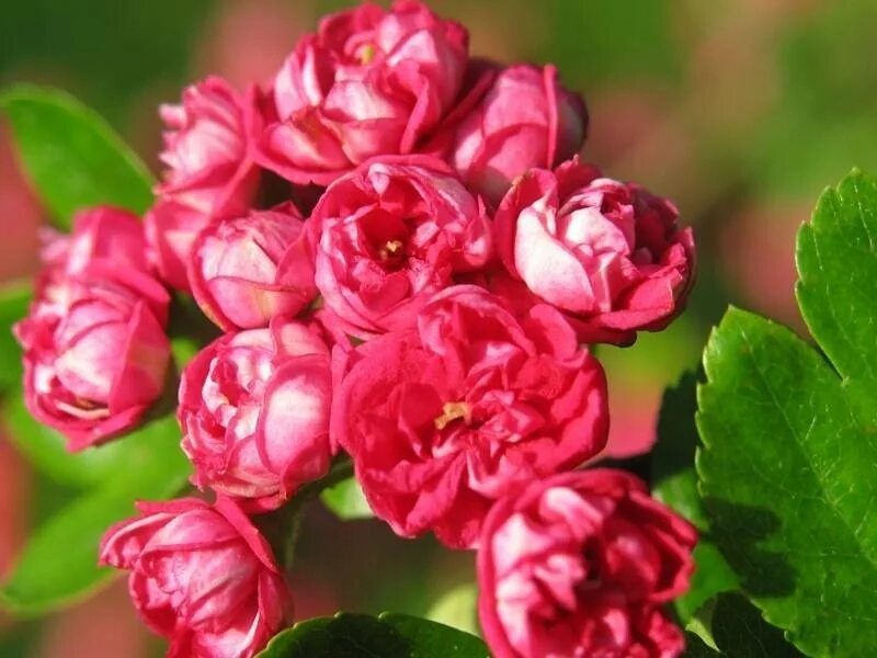 Crataegus leavigata Paul's Scarlet - YouTube