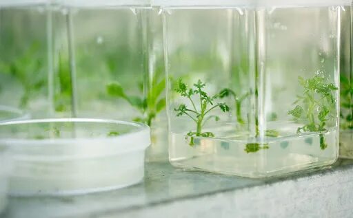 In vitro растения. Микроклональное размножение голубики. Клетки in vitro. Клональное микроразмножение. Plant culture