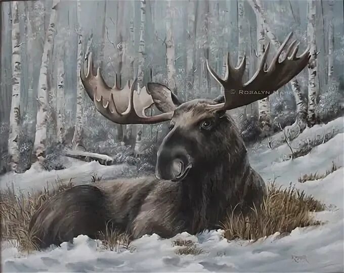 Лось сила. Robert Bateman Лось. Лоси художника Татьяны Данчуровой.