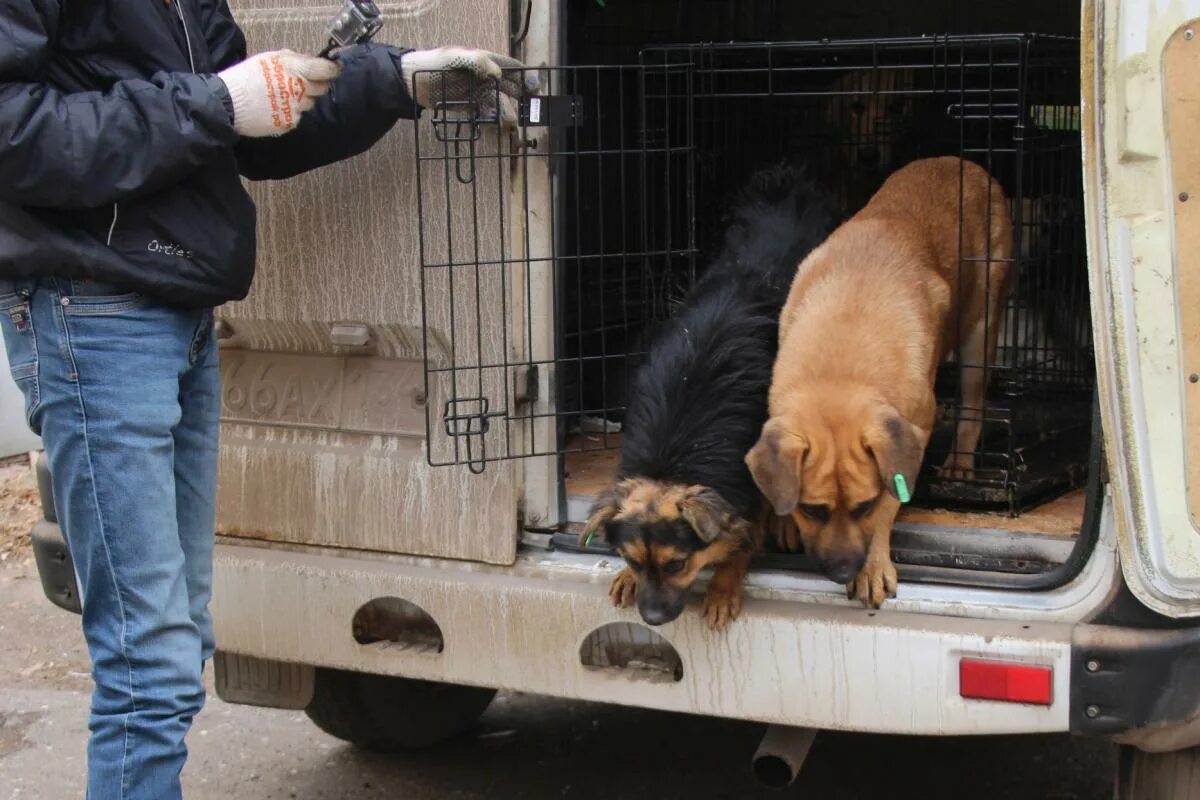 Собак где сейчас. Бездомные собаки в Астрахани. Автомобиль для отлова безнадзорных животных. Бродячие собаки Астрахань.