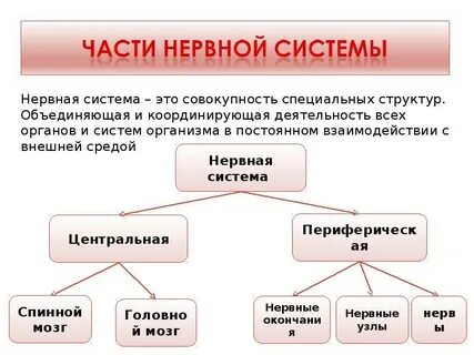 Нервная система представлена в виде