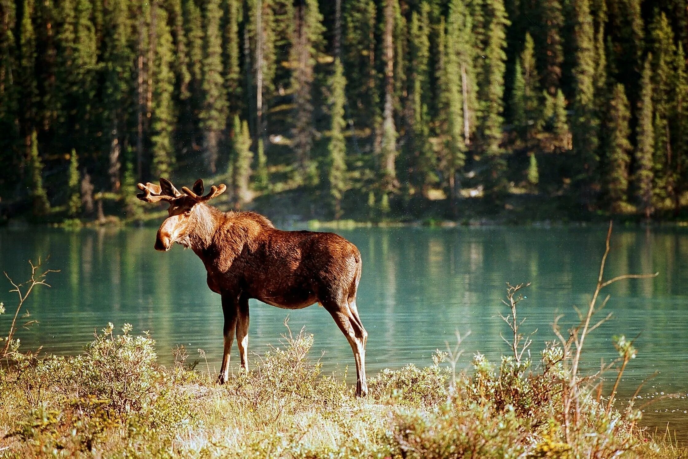 Wildlife ответы. Банф Канада национальный парк животные. Ильменский заповедник Лось. Вуд Баффало национальный парк волки.