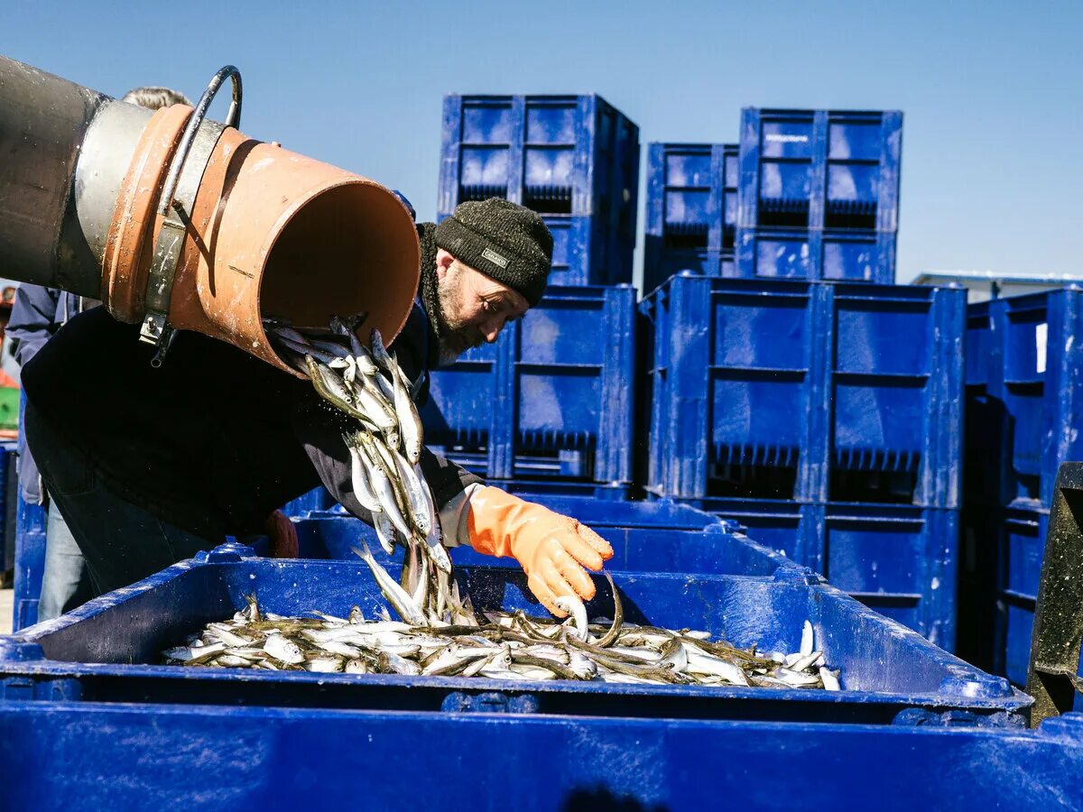 Рыбной колхоз. Рыболовецкий колхоз имени ленина консервы. Рыболовецкий колхоз большевик. Рыбной колхоз. Рыболовецкий колхоз им ленина.
