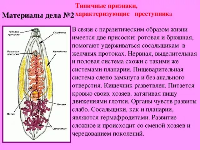 Строение выделительной системы сосальщиков. Строение нервной системы печеночного сосальщика. Нервная система система сосальщика. Выделительная система печеночного сосальщика. Выделение сосальщиков