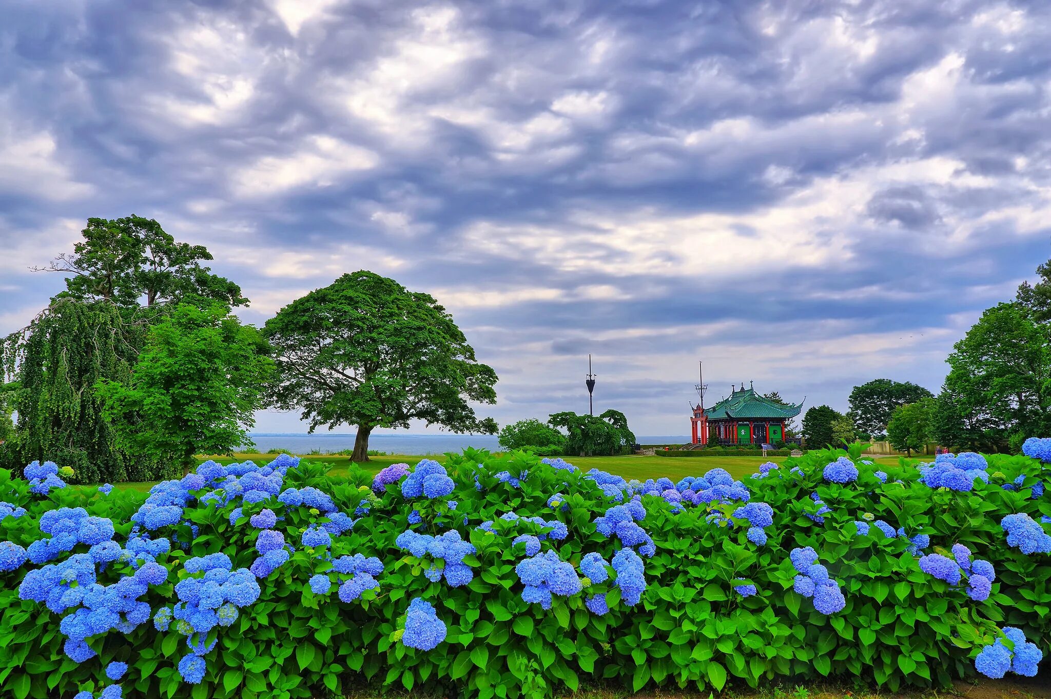 Голубой сад роз. Долина гортензий Азорские острова.