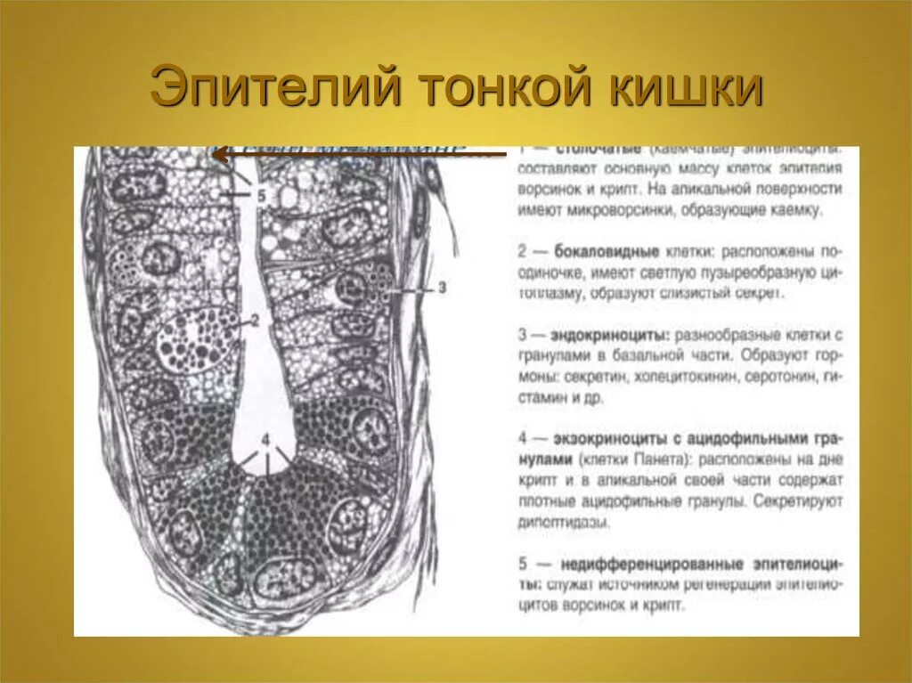 Какая ткань в кишечнике