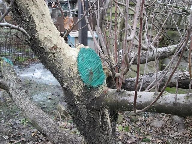 Как обрабатывают стволы