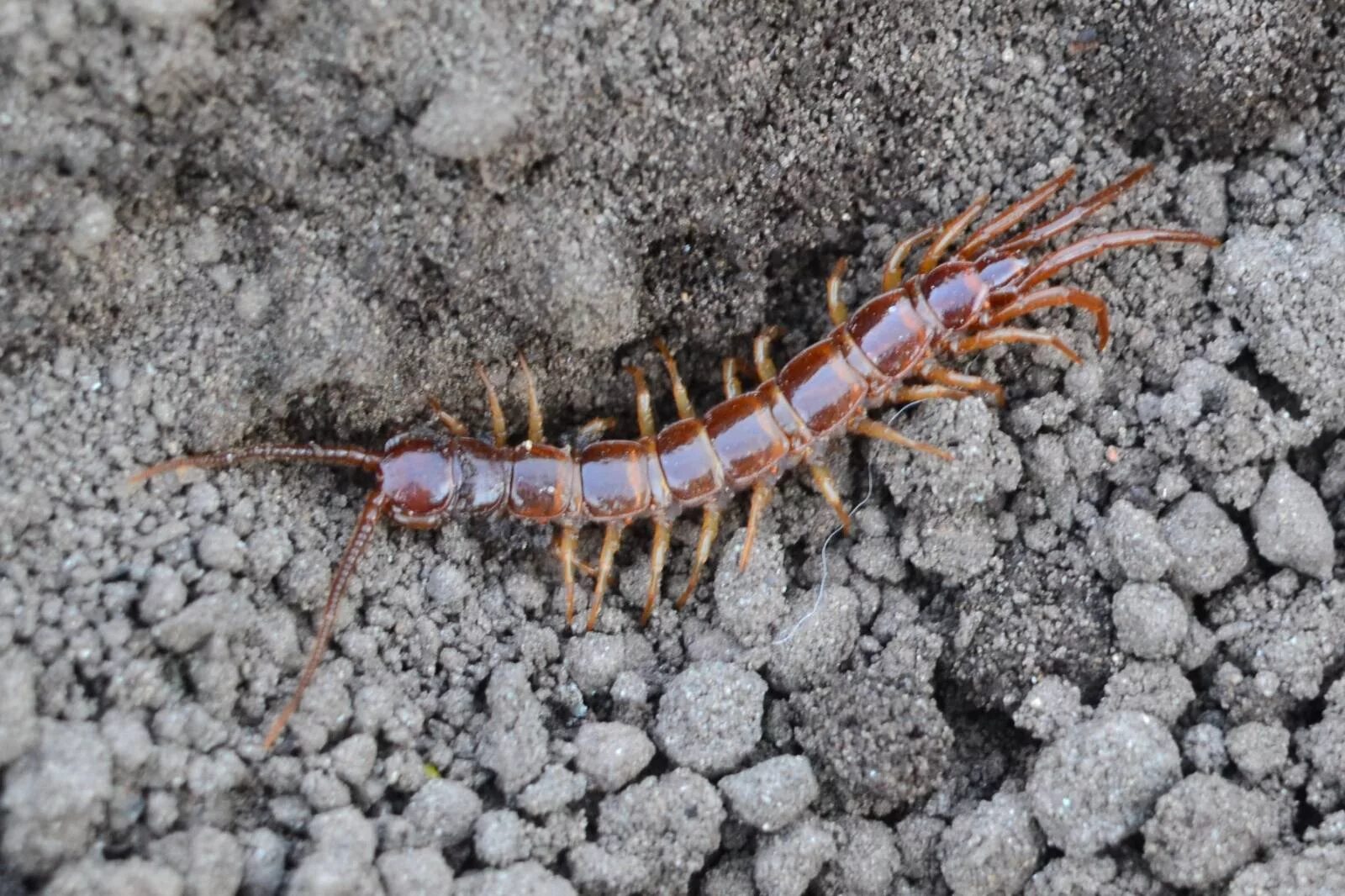 Мокрица насекомое сороконожка. Костянка многоножка. Костянка Lithobius forficatus. Сколопендра костянка. Ужас сороконожка