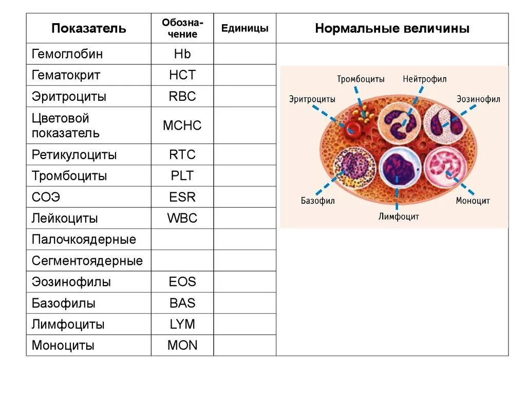 Как обозначаются лимфоциты в анализе крови