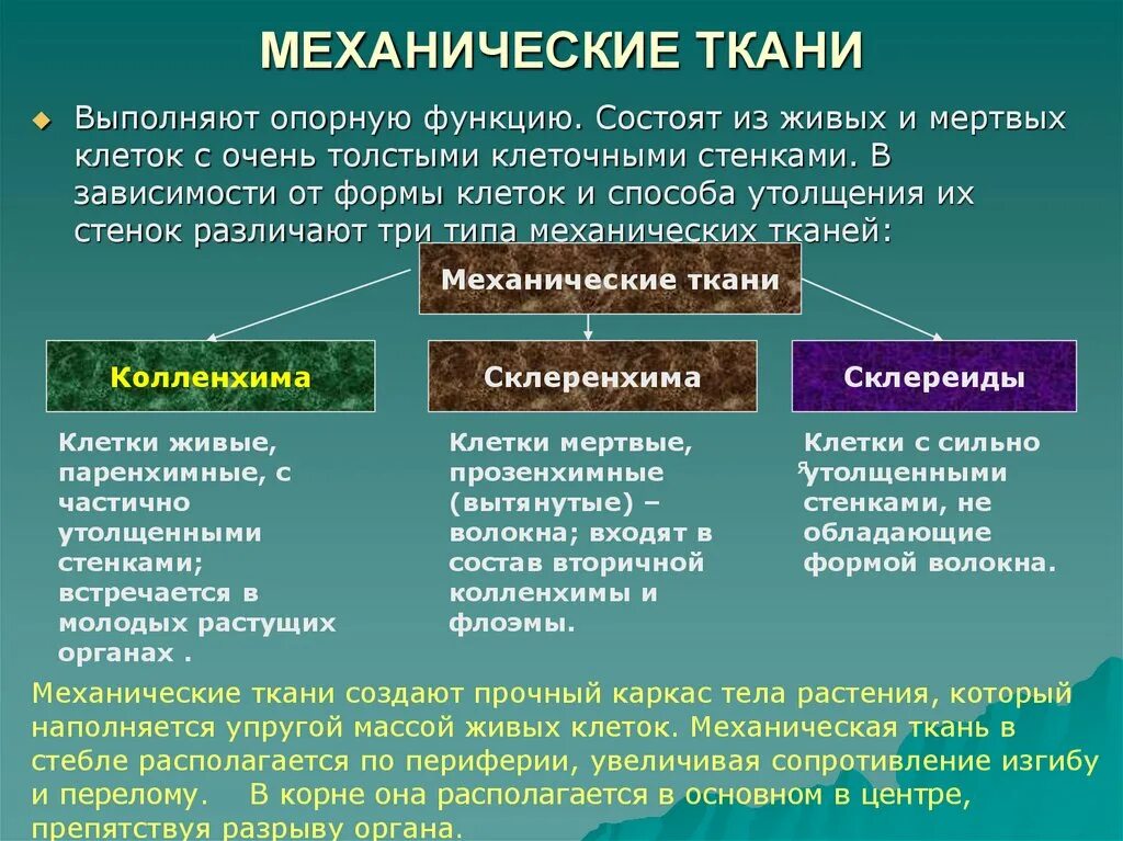 Опорная функция растения. Механическая ткань функции. Механические ткани растений строение и функции. Механическая ткань растений функции. Строение механической ткани растений.