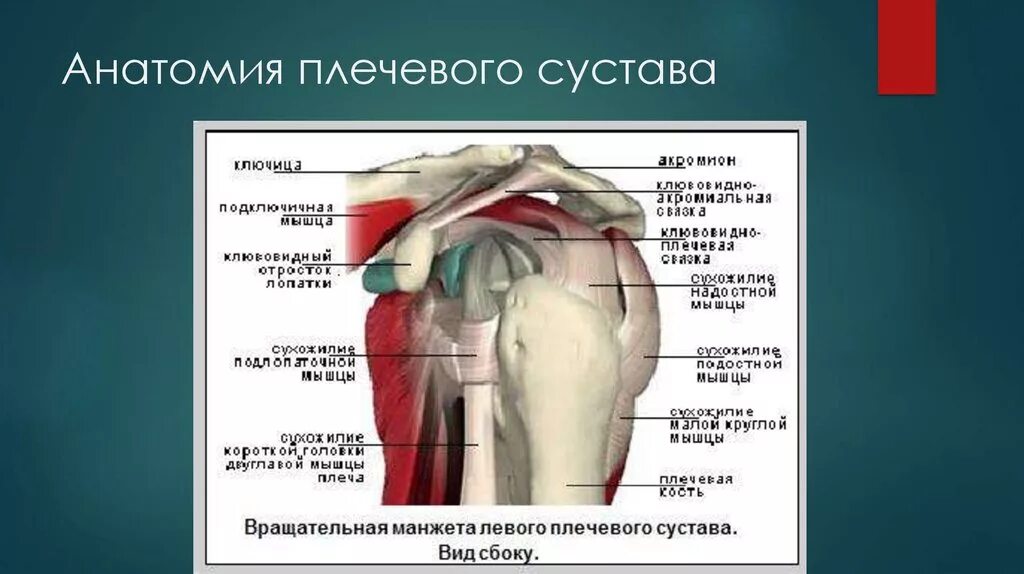 Плечевые связки. Сухожилия плечевого сустава анатомия. Строение плечевого сустава и мышцы. Мышцы и связки плечевого сустава. Плечевой сустав строение анатомия мышцы связки.