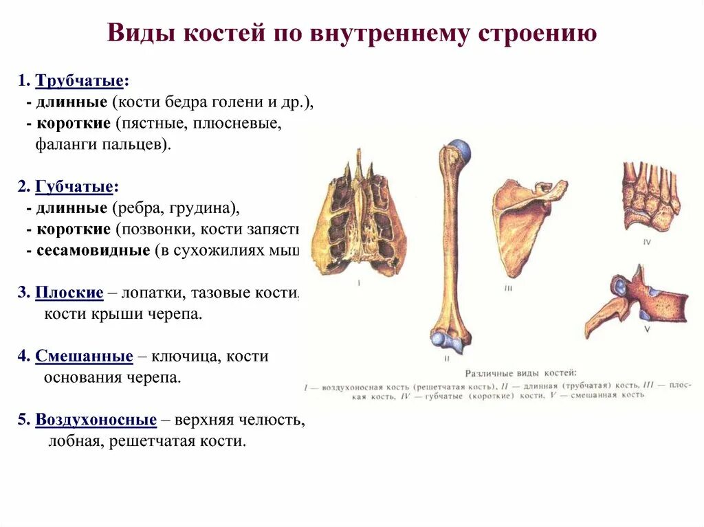 Кости трубчатые губчатые плоские смешанные. Кости по классификации строения костей. Виды костей человека и их строение. Трубчатые кости таблица.