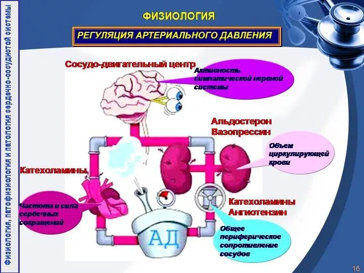 Механизмы поддержания артериального давления. Механизм повышения артериального давления. Функциональная система регуляции кровяного давления. Регуляция ад. Где расположен центр регуляции кровяного давления